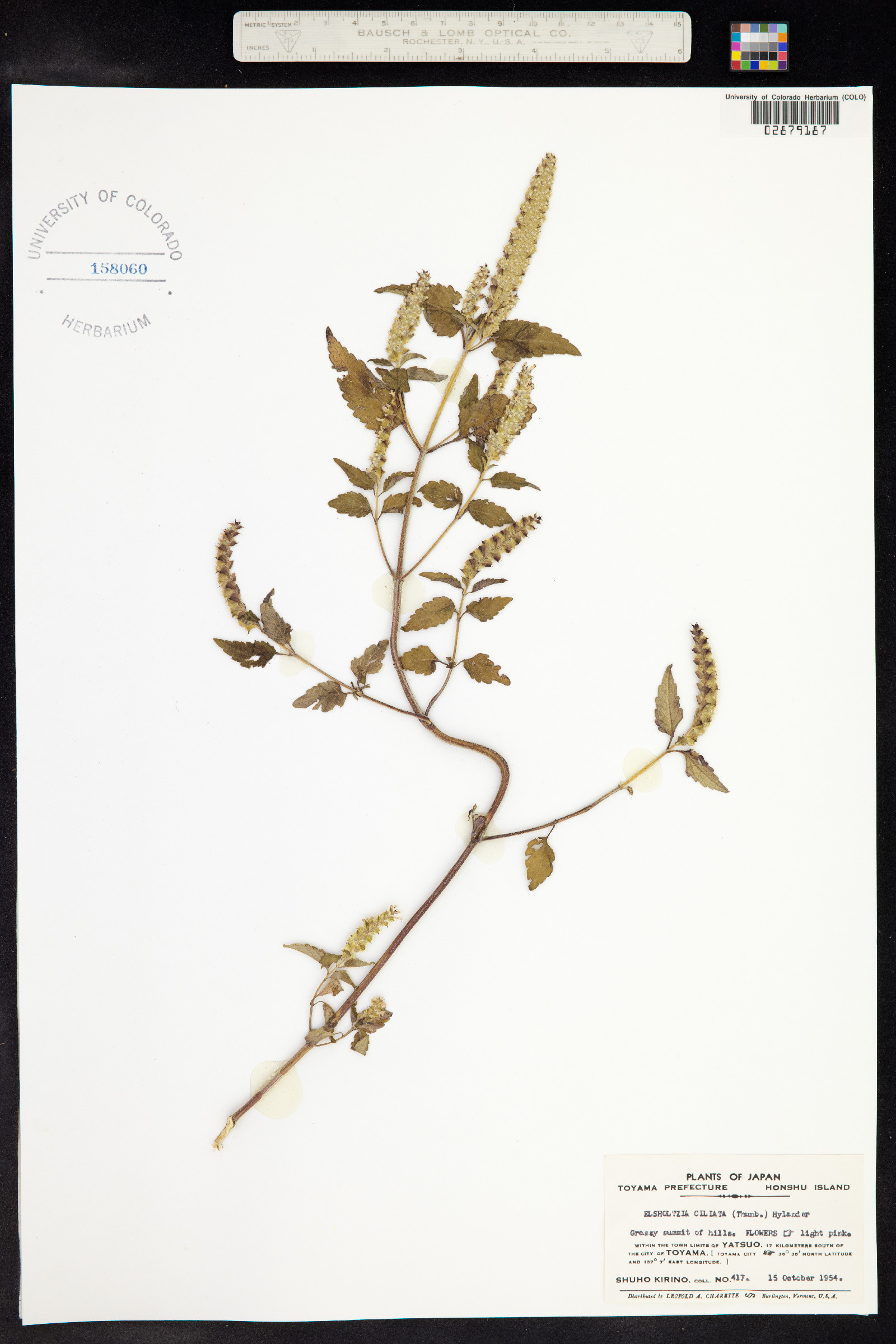 Elsholtzia ciliata image