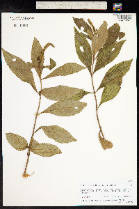 Elsholtzia fruticosa image