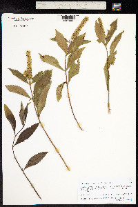 Elsholtzia fruticosa image