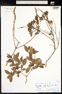 Elsholtzia fruticosa image