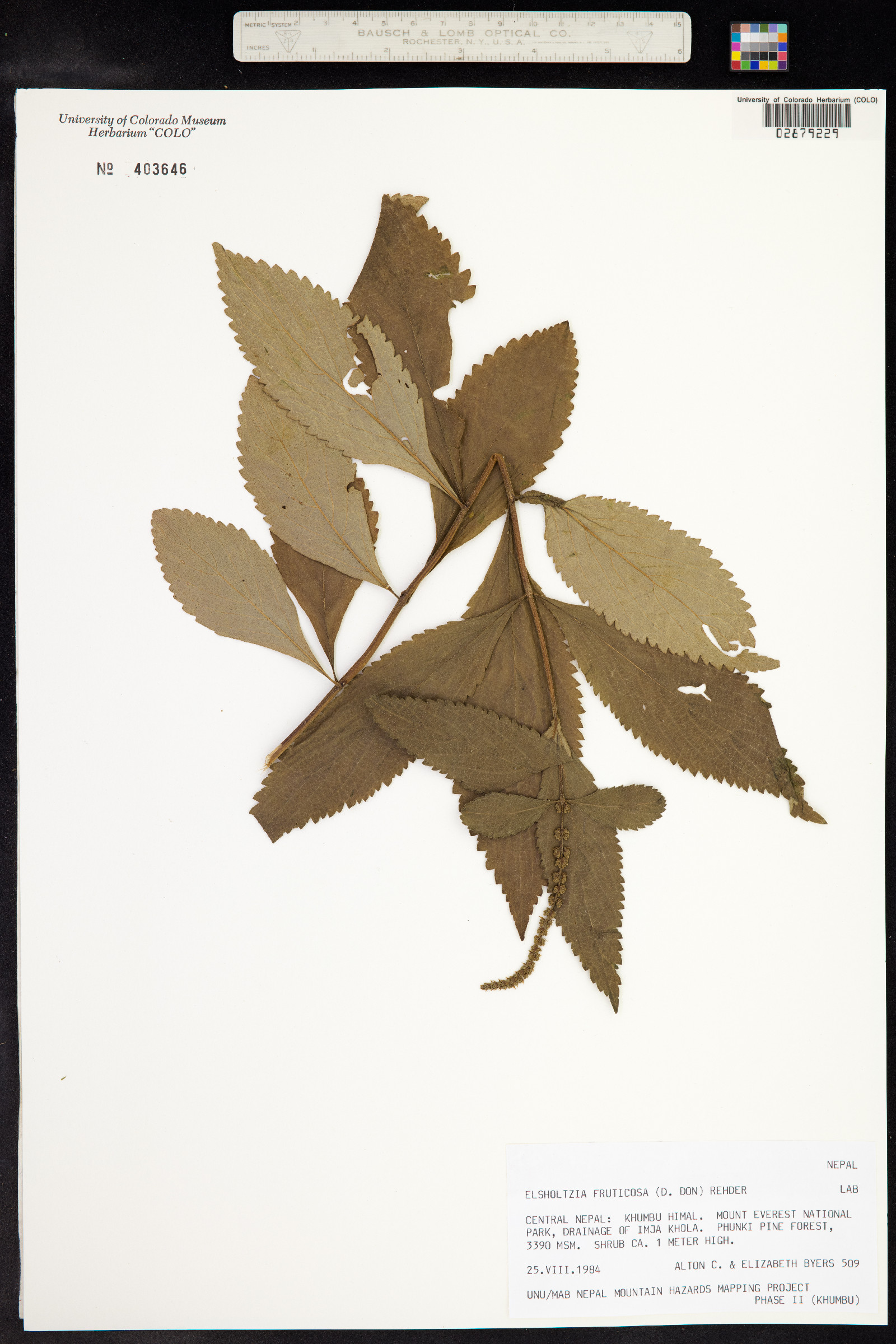 Elsholtzia fruticosa image
