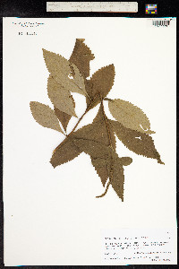 Elsholtzia fruticosa image