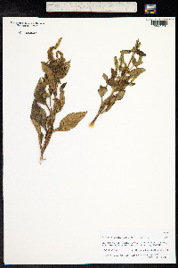 Elsholtzia eriostachya image