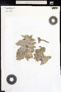 Eriophyton wallichii image