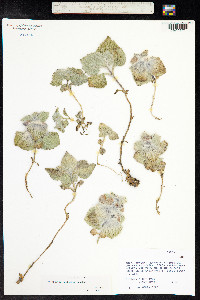 Eriophyton wallichii image