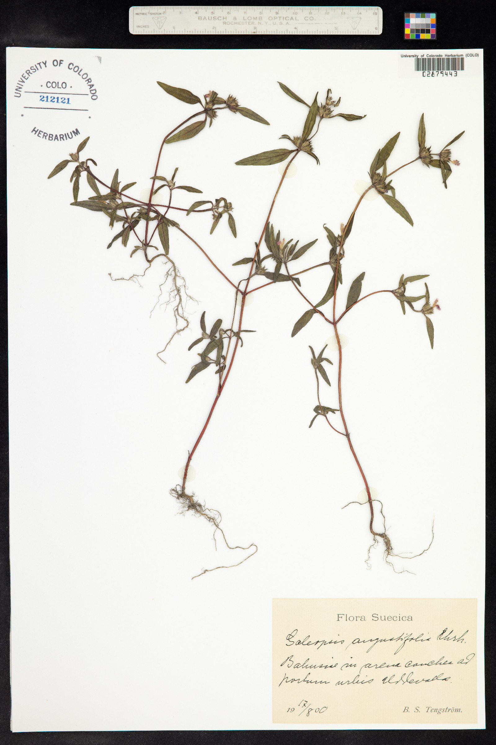 Galeopsis angustifolia image