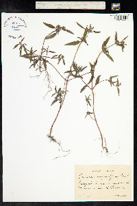 Galeopsis angustifolia image