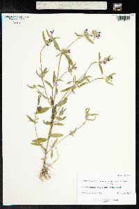 Galeopsis angustifolia image