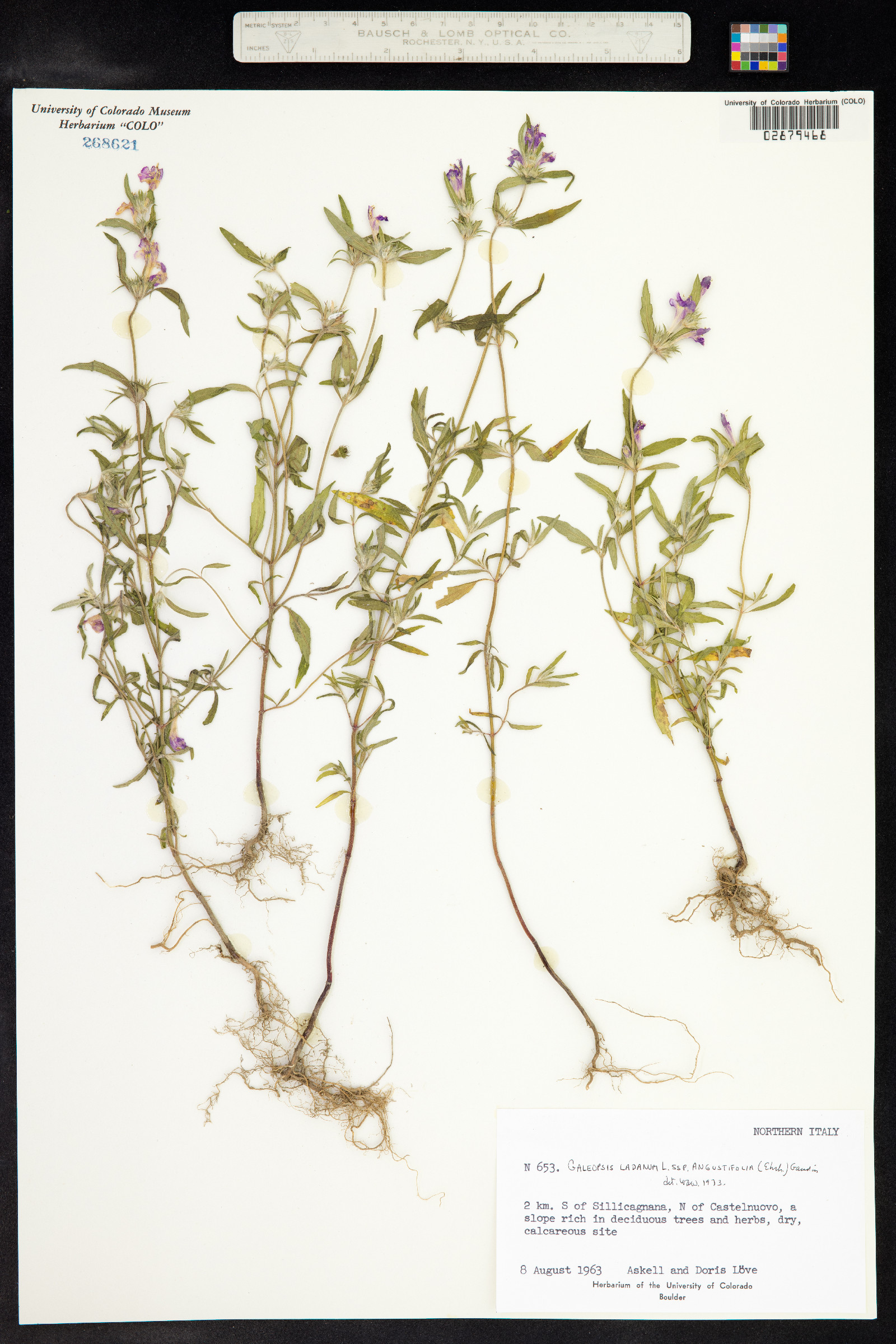 Galeopsis angustifolia image