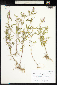 Image of Galeopsis angustifolia