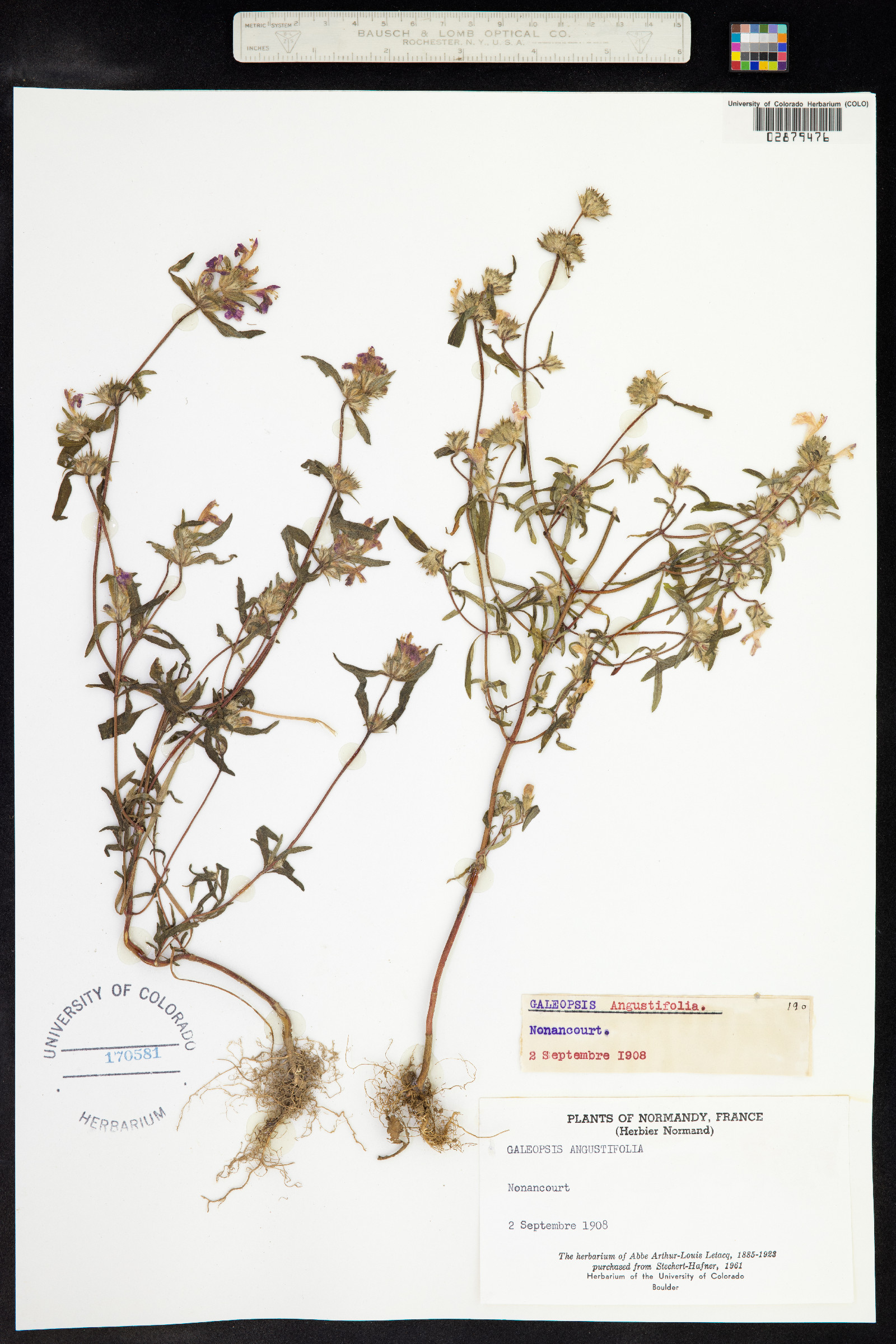 Galeopsis angustifolia image