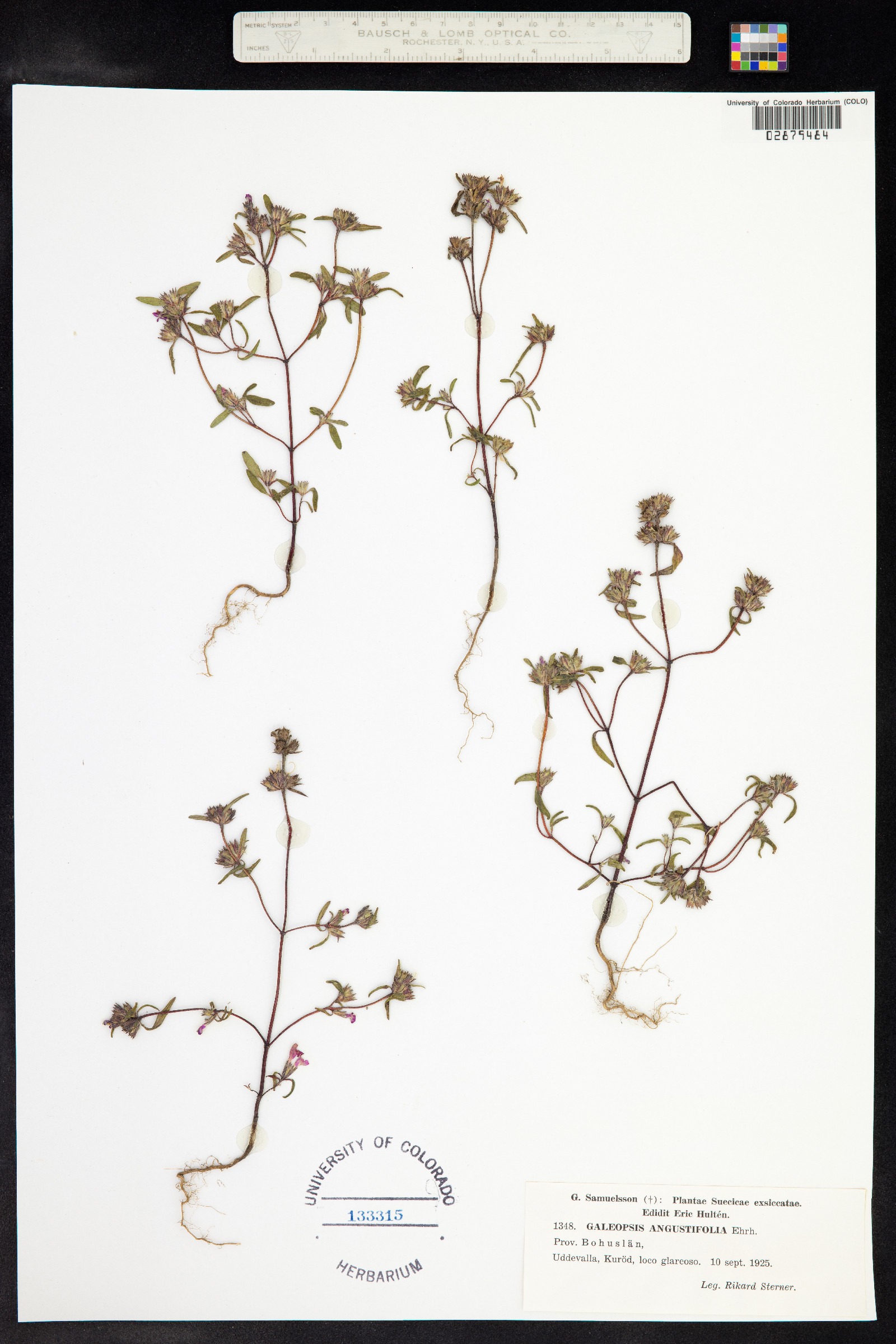 Galeopsis angustifolia image