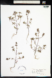 Galeopsis angustifolia image