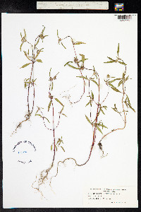 Galeopsis angustifolia image