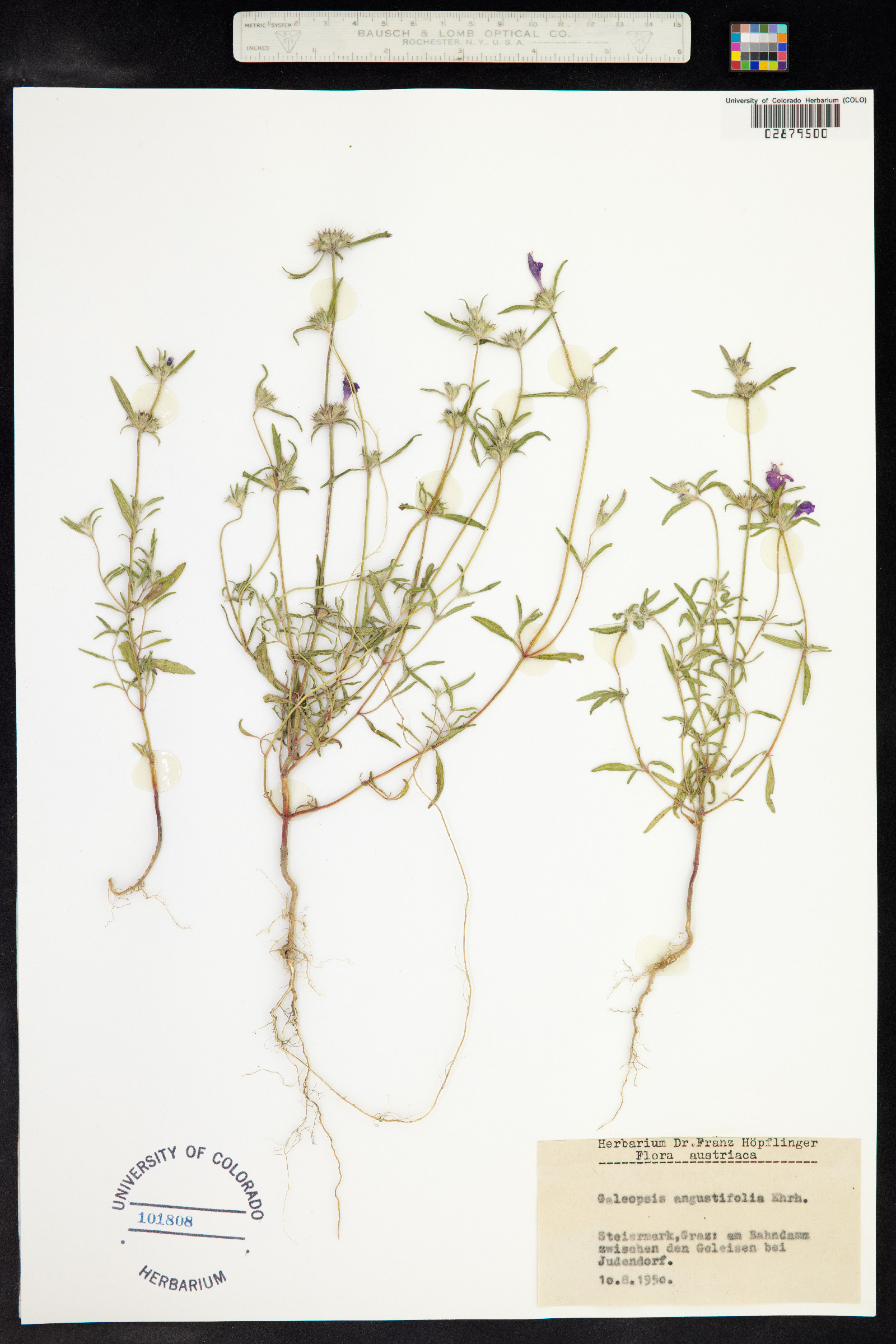 Galeopsis angustifolia image