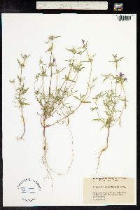 Galeopsis angustifolia image