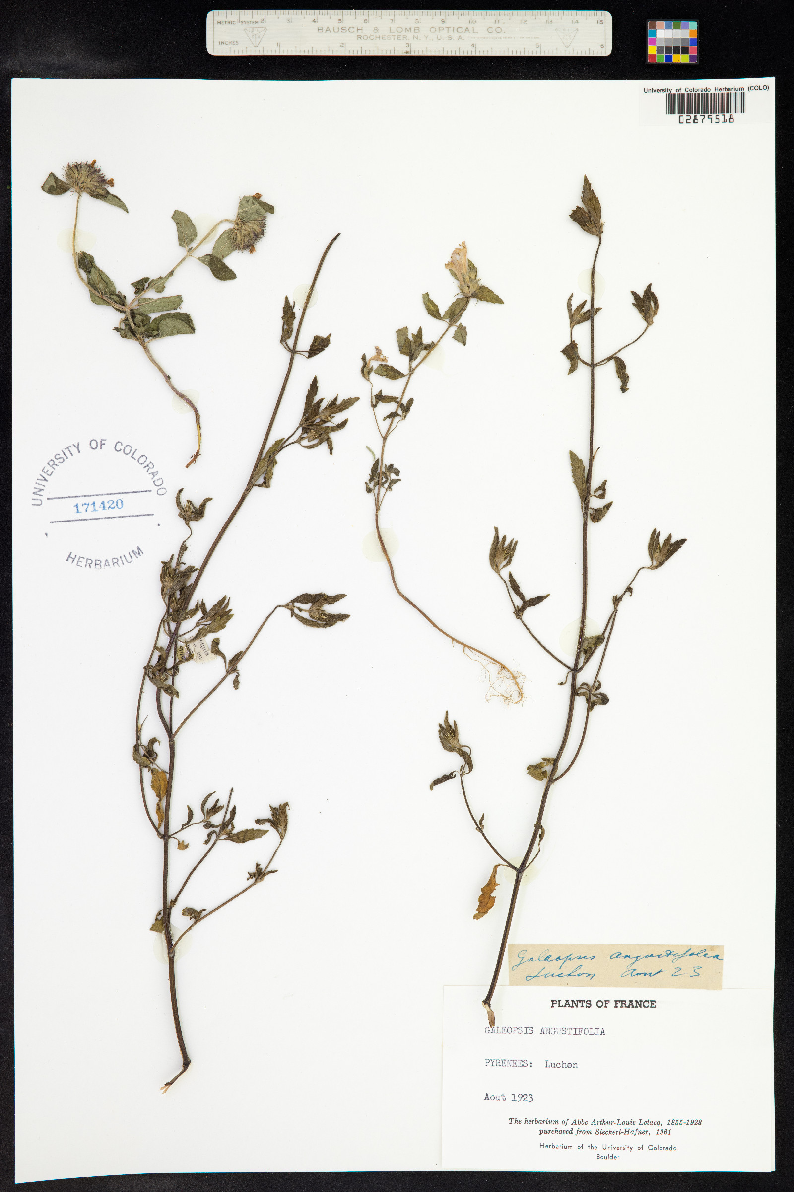 Galeopsis angustifolia image
