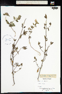 Galeopsis angustifolia image