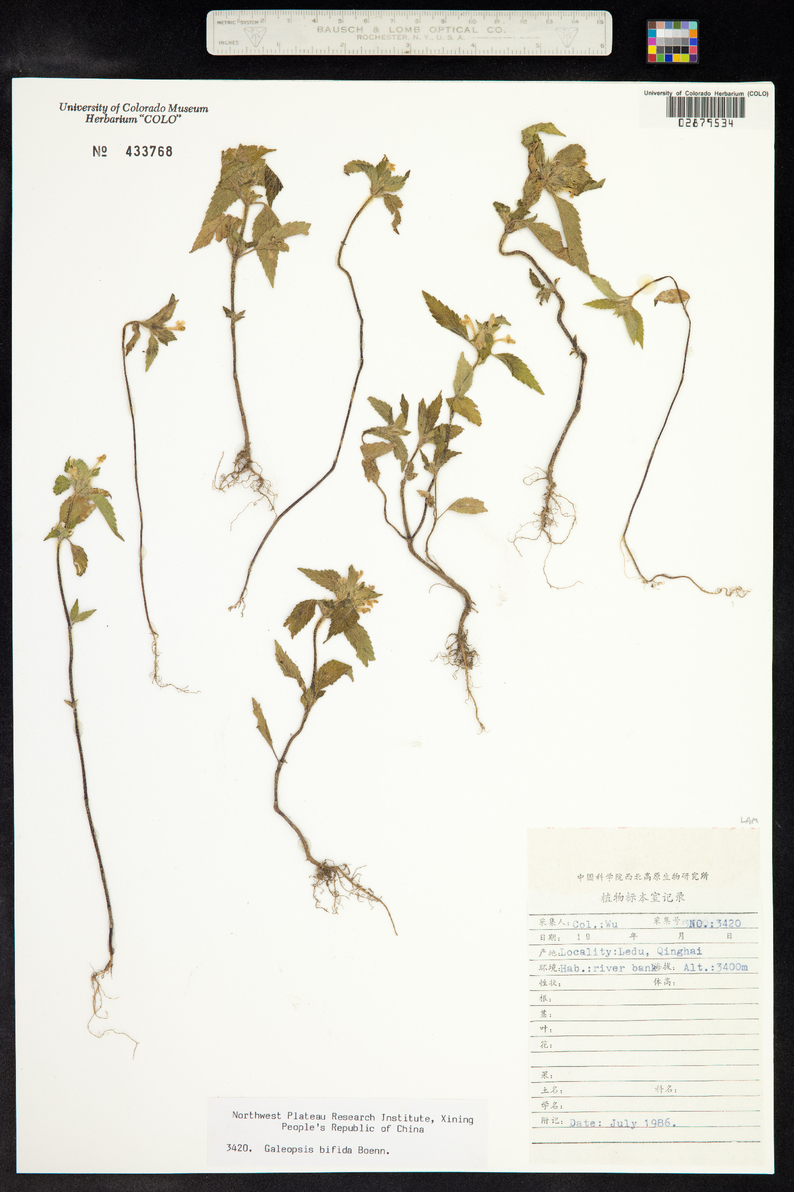 Galeopsis bifida image