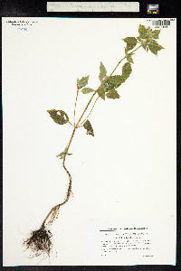 Galeopsis bifida image