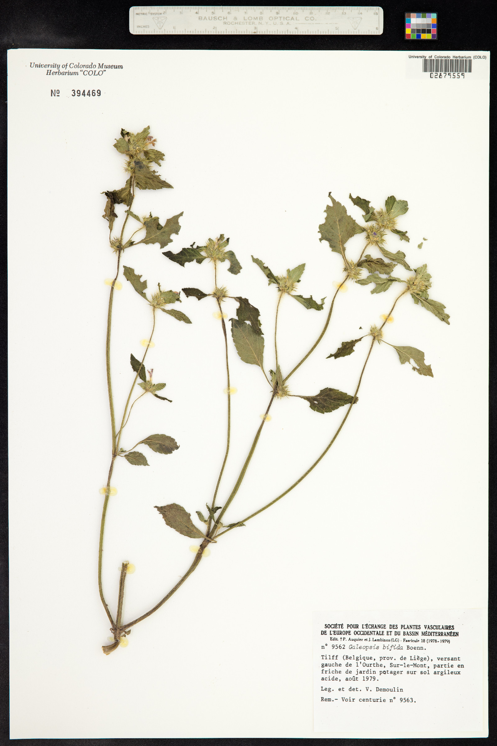 Galeopsis bifida image