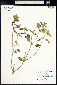 Galeopsis bifida image