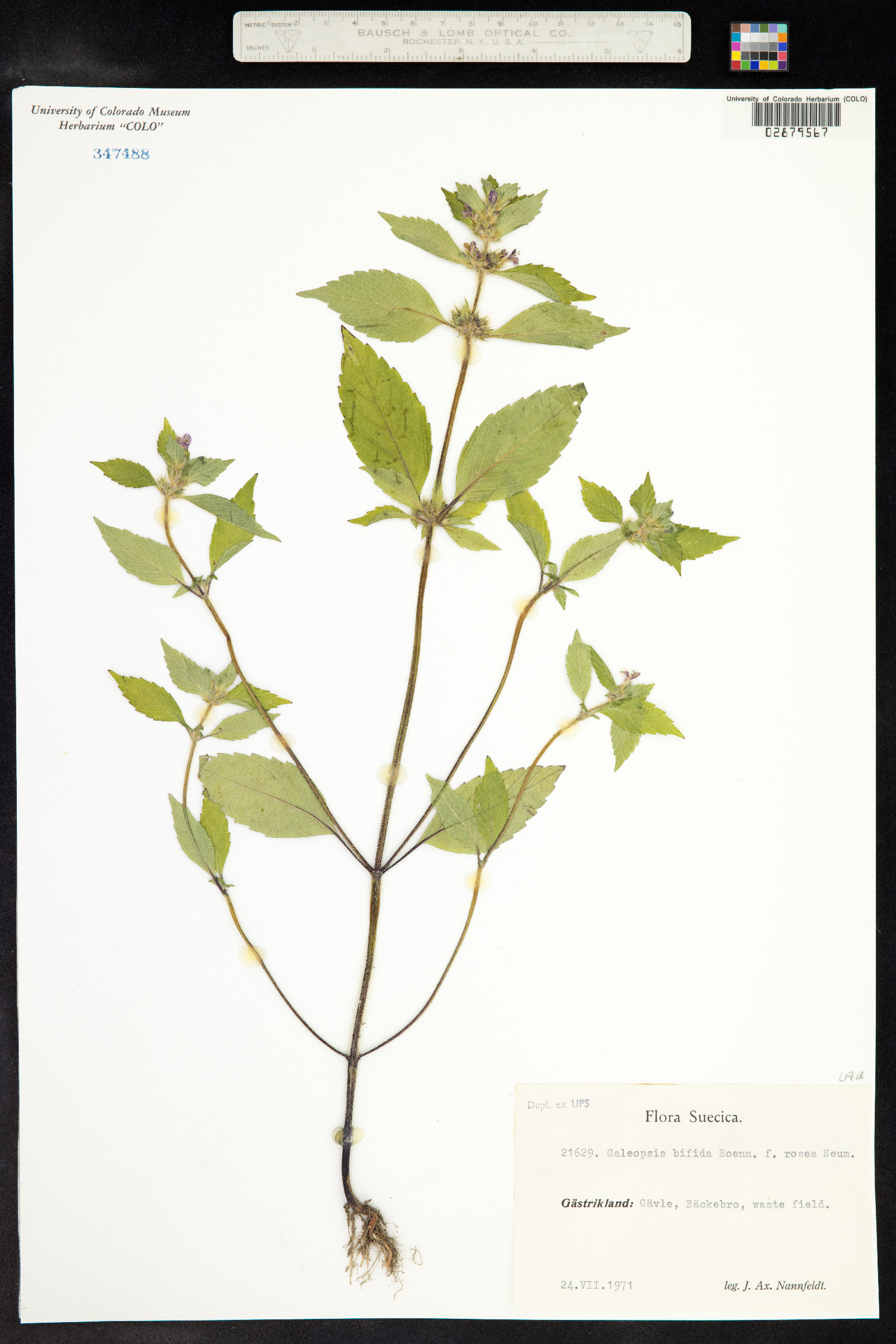 Galeopsis bifida image