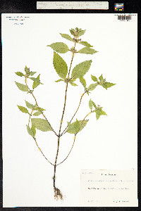 Galeopsis bifida image