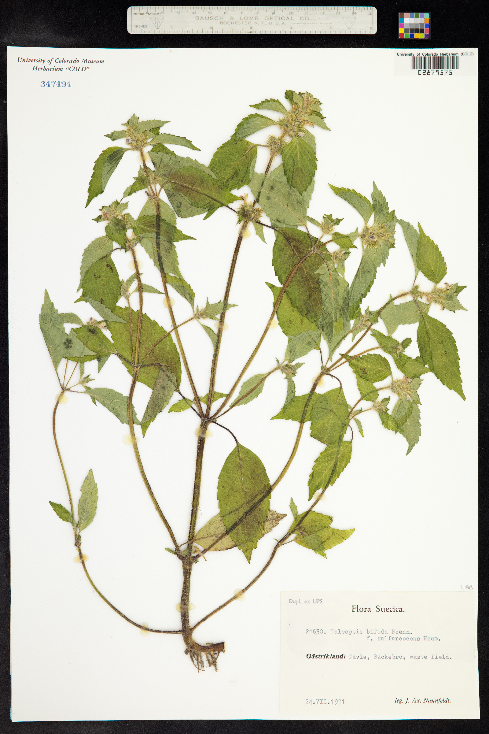 Galeopsis bifida image