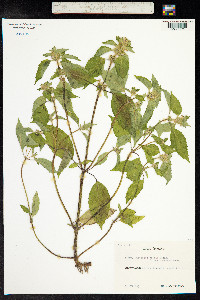 Galeopsis bifida image