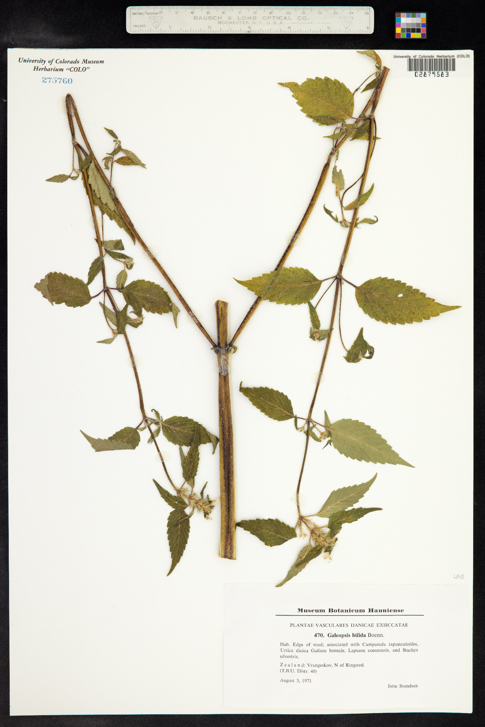 Galeopsis bifida image