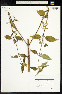 Galeopsis bifida image
