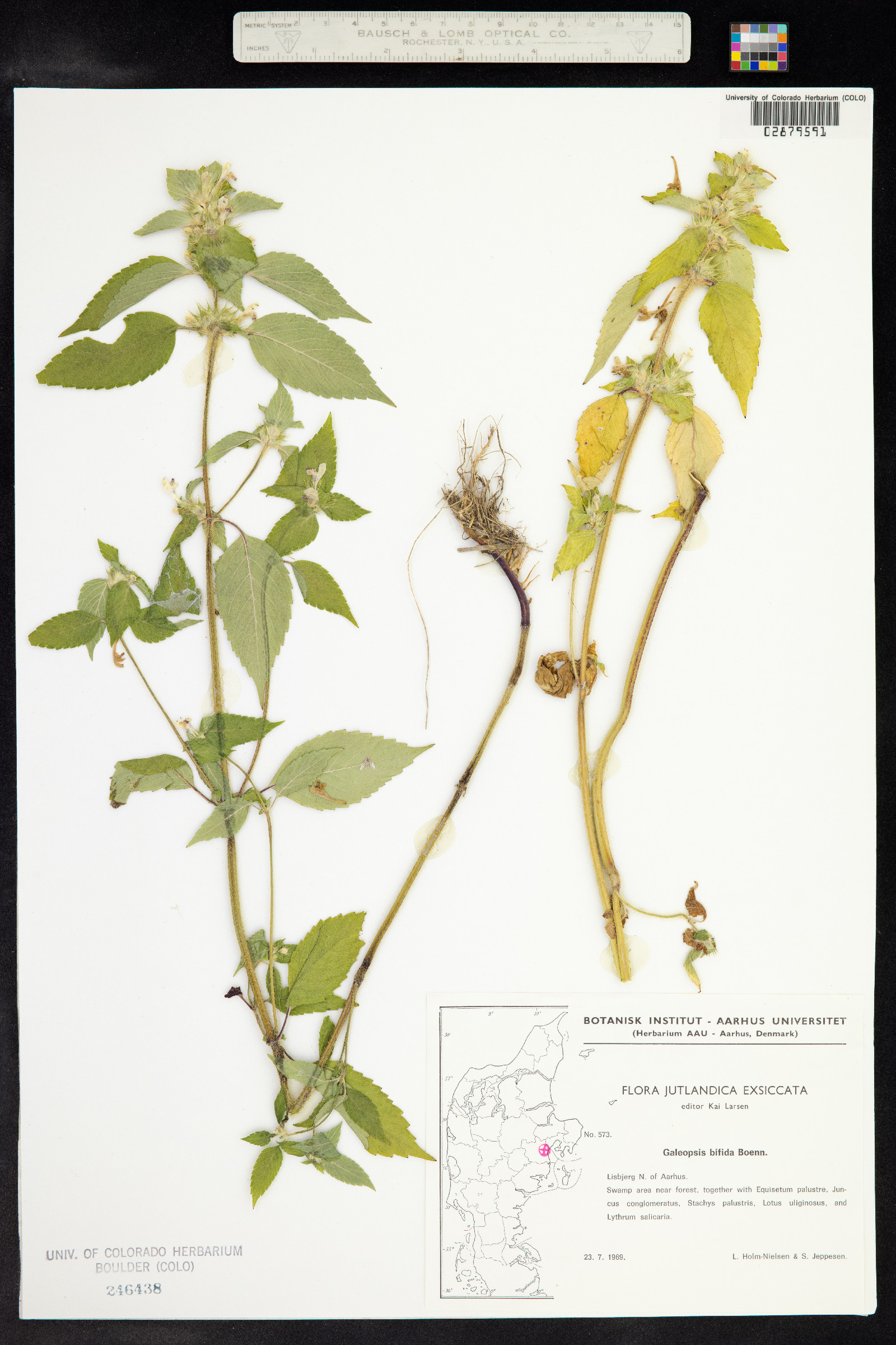 Galeopsis bifida image