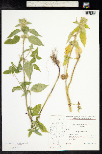 Galeopsis bifida image