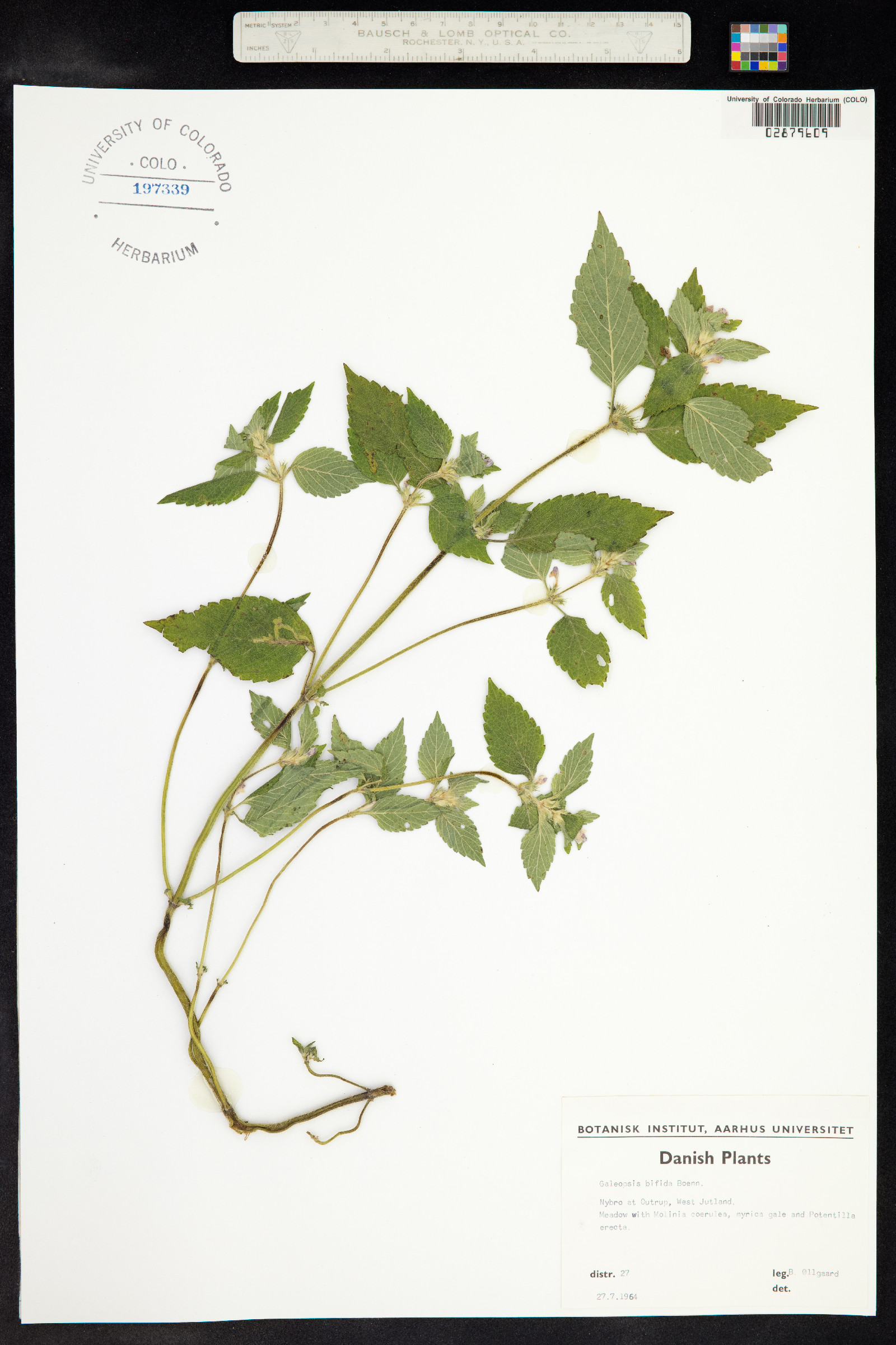 Galeopsis bifida image