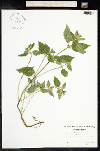 Galeopsis bifida image