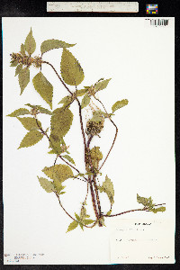Galeopsis bifida image