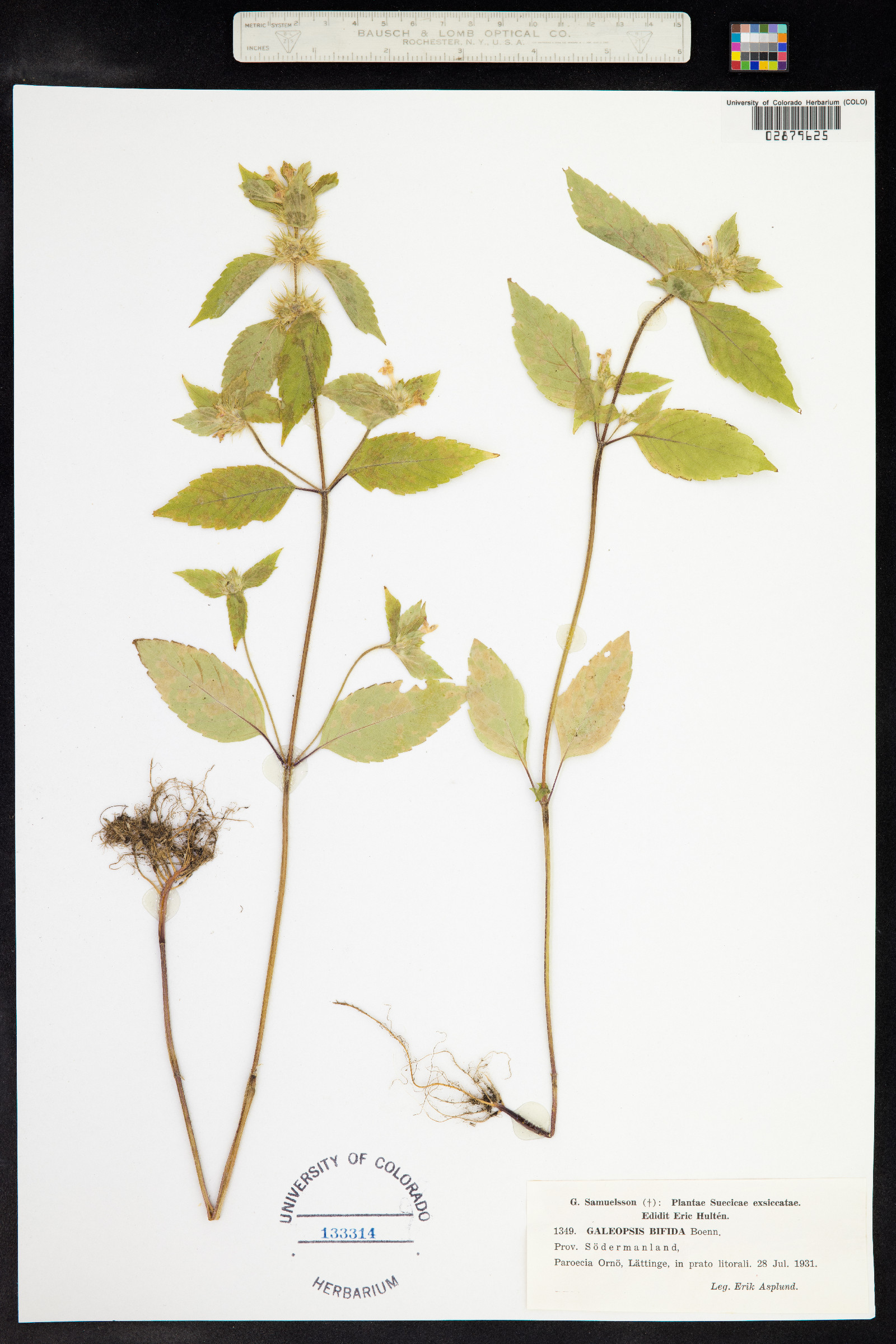 Lamiaceae image