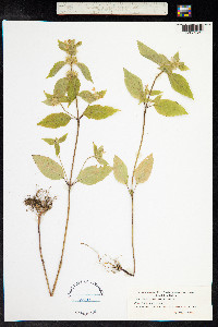 Galeopsis bifida image