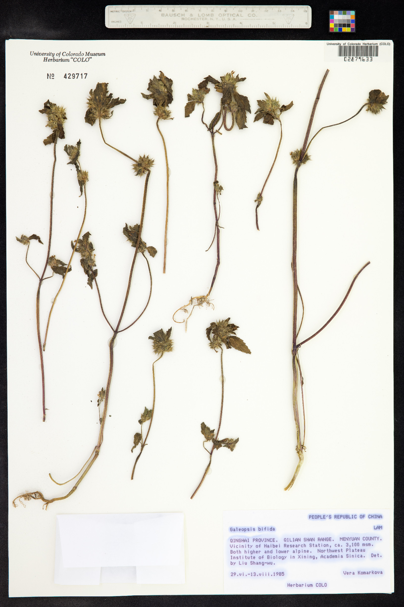 Galeopsis bifida image