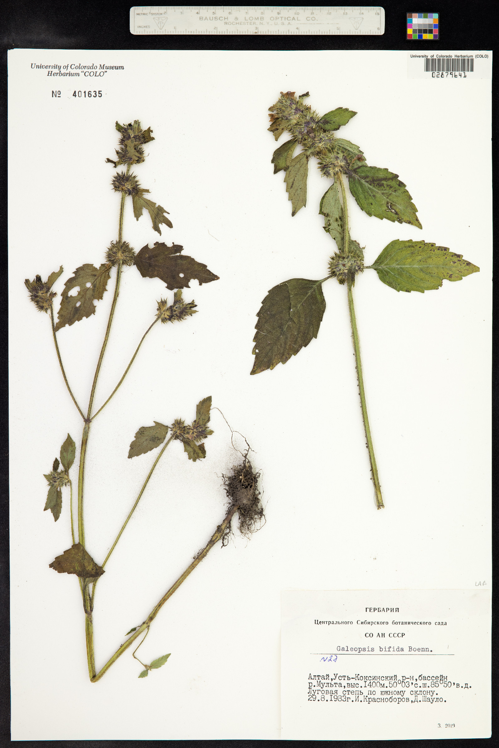 Galeopsis bifida image