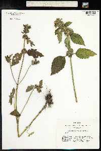 Galeopsis bifida image