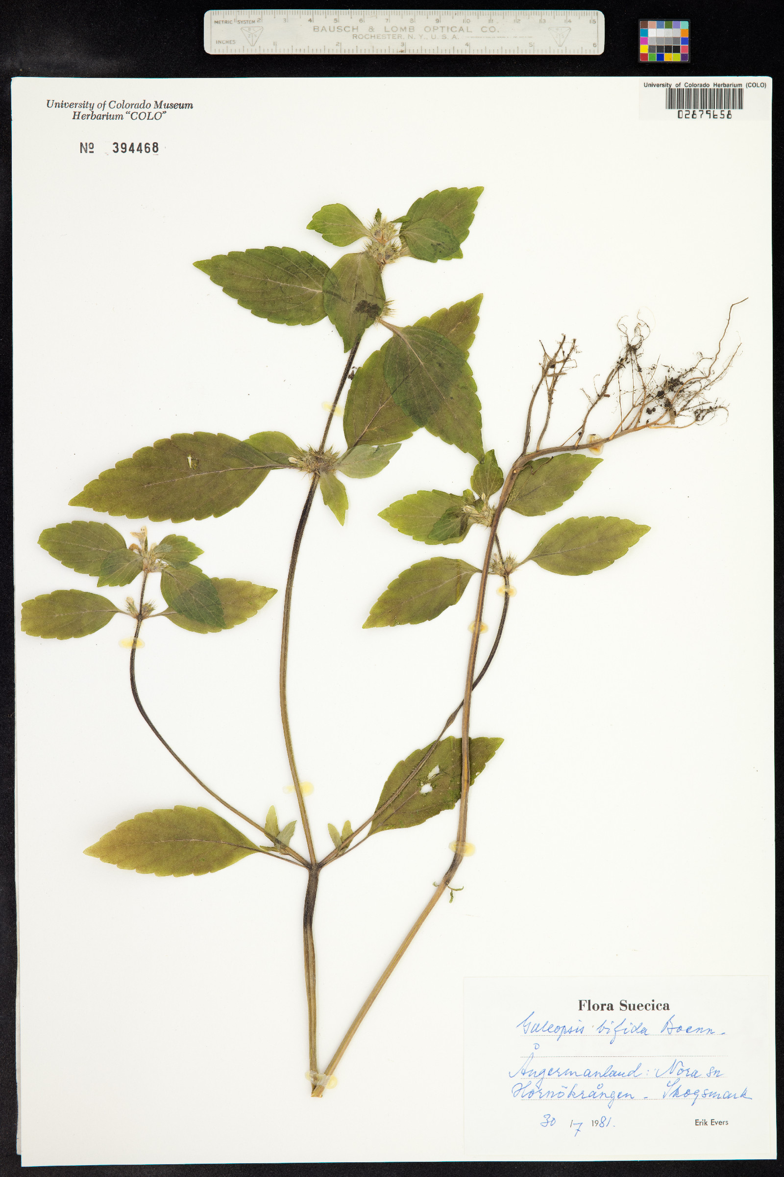Galeopsis bifida image