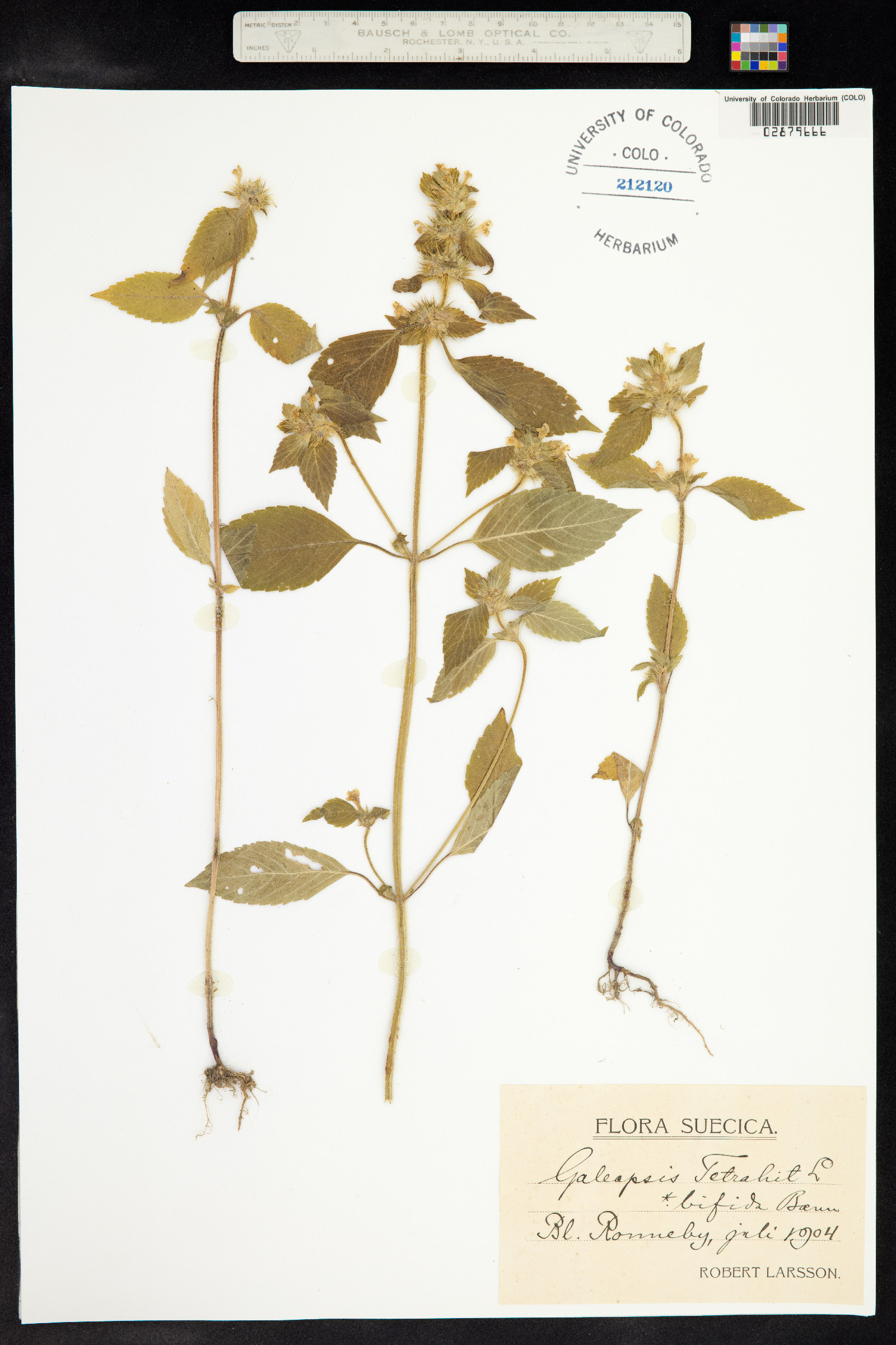 Galeopsis bifida image