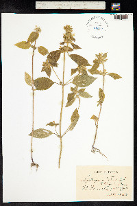 Galeopsis bifida image