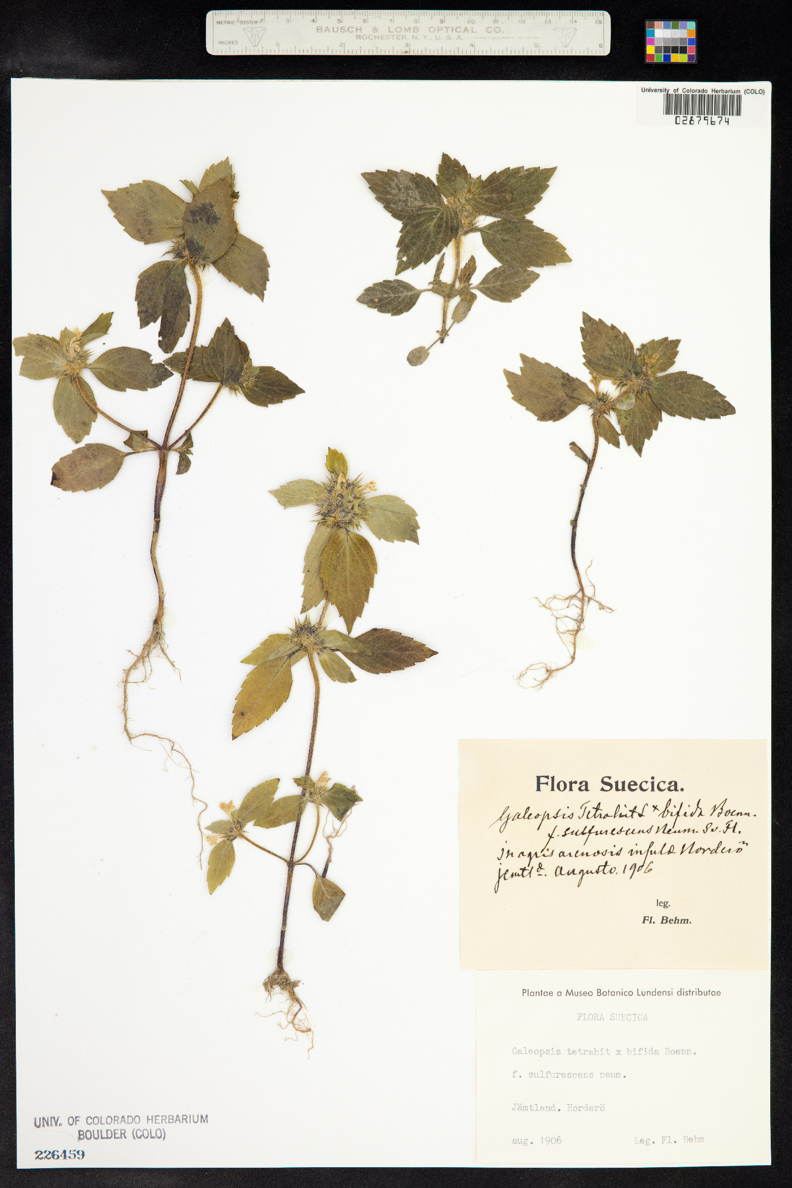 Galeopsis bifida image
