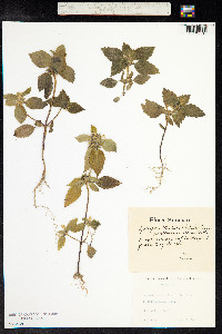 Galeopsis bifida image
