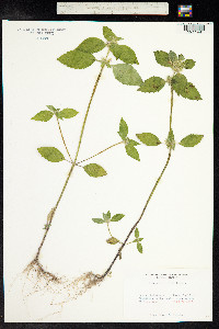 Galeopsis bifida image