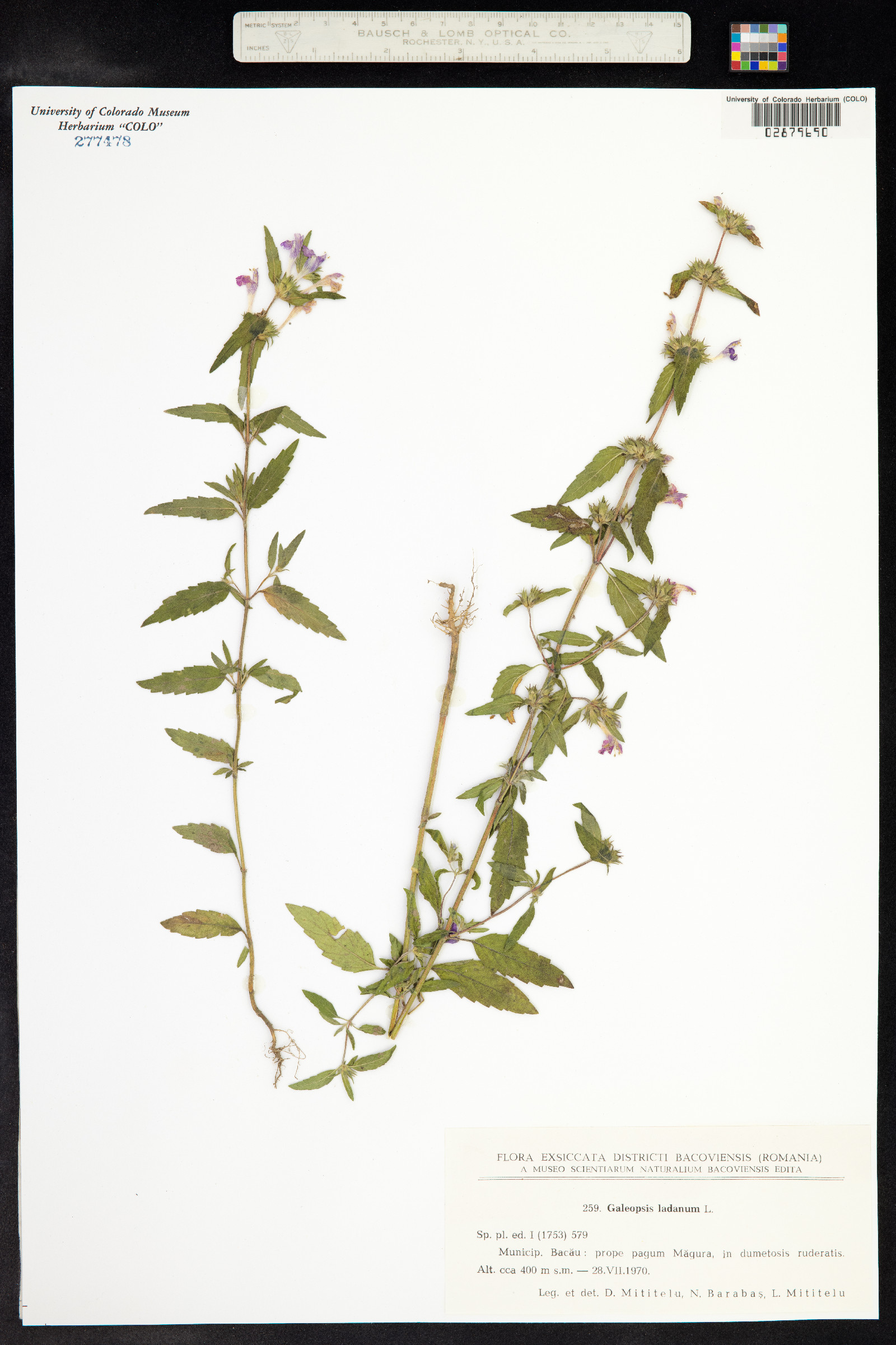 Galeopsis ladanum image