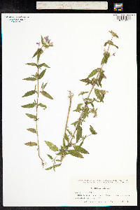 Galeopsis ladanum image